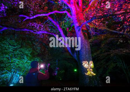 Bei der Enthüllung des diesjährigen Weihnachtslichts in Westonbirt, dem Nationalarboretum, steht ein Mann, der Fotos am Telefon macht. Hier können Besucher durch die „verzauberten Weihnachtspfade“ durch die für die Weihnachtszeit erleuchteten Bäume spazieren. Stockfoto