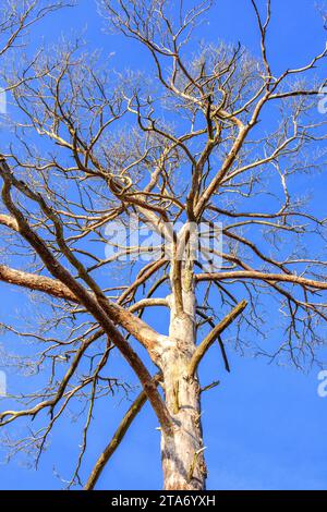 Tote und sterbende Maritime Kiefer (Pinus pinaster) - West-Zentralfrankreich. Stockfoto