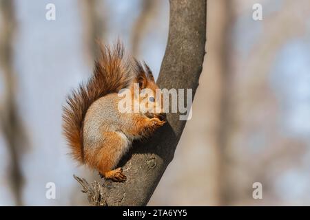 Selektives Bild Von Roten Eichhörnchen, Die Nuss Auf Holzstumpf Essen Stockfoto