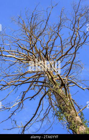 Tote und sterbende Maritime Kiefer (Pinus pinaster) - West-Zentralfrankreich. Stockfoto