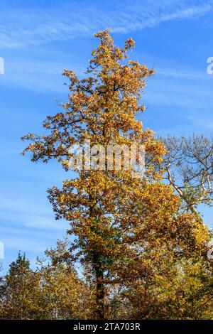 Eiche (Quercus) mit Herbstlaub - Zentralfrankreich. Stockfoto