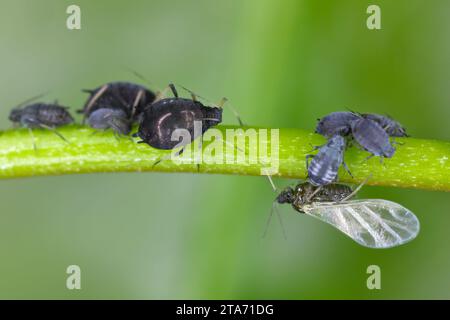 APHIS fabae Blattläuse (Blattläuse aus schwarzen Bohnen. Eine Kolonie flügelloser und geflügelter Individuen, die sich von einer Pflanze ernähren (saugen sap). Stockfoto