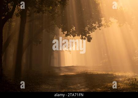 Malerische Waldstraße oder Wanderweg mit warmer Atmosphäre im kalten Winter Morgennebel oder Nebel und orangefarbene Sonnenstrahlen oder Sonnenstrahlen sorgen für Tyndall-Effekt Stockfoto