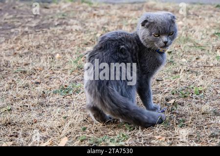 Niedliche graue Katze, die im Park auf dem Gras läuft. Katzenporträt. Stockfoto
