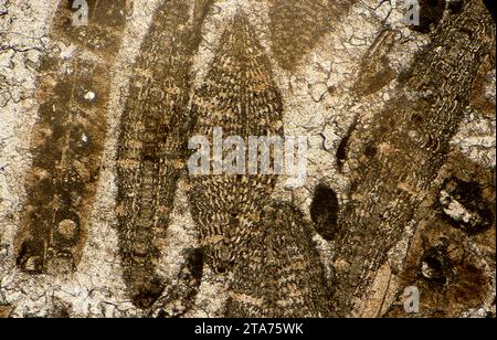 Kalkstein mit Alveolina, einer ausgestorbenen Foraminifere. Photomikrograph, Dünnschnitt, polarisiertes Licht. Stockfoto