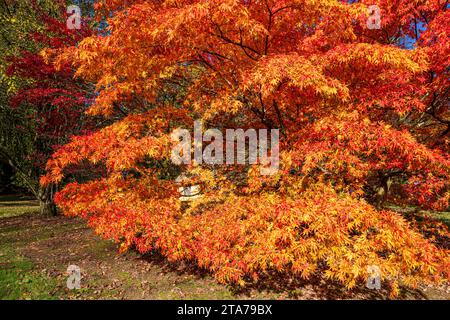 Herbstfarben im Batsford Arboretum - ein Acer neben dem Reetdachhaus, Batsford, Moreton in Marsh, Gloucestershire, England, Großbritannien Stockfoto