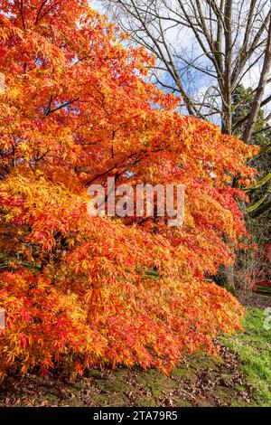 Herbstfarben im Batsford Arboretum - ein Acer neben dem Reetdachhaus, Batsford, Moreton in Marsh, Gloucestershire, England, Großbritannien Stockfoto