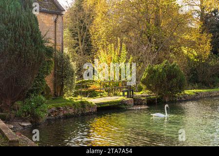 Ein Schwan im Herbst auf dem Mühlenteich in der Donnington Brewery in der Nähe des Dorfes Donnington in Cotswold, Gloucestershire, England Großbritannien Stockfoto