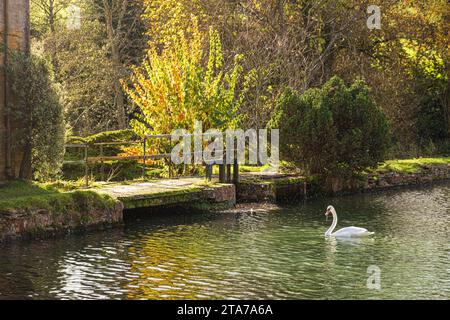 Ein Schwan in einem Herbstregen auf dem Mühlenteich in der Donnington Brewery, in der Nähe des Dorfes Donnington in Cotswold, Gloucestershire, England, Großbritannien Stockfoto