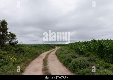 Eine gewundene, unbefestigte Straße durchquert ein Feld mit hohen grünen Pflanzen unter einem bewölkten, grauen Himmel Stockfoto