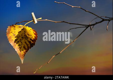 Abstrakt ein gelbes Blatt, das an einem Baum hängt, mit Kleiderschalen Stockfoto