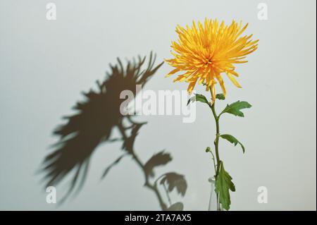 Ein Chrysanthemum morifolium und Schatten Stockfoto