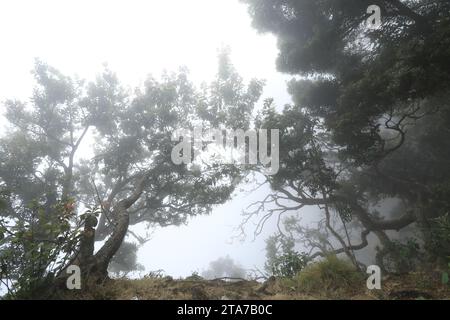 Ruhige Waldlandschaft unter klarem Himmel Stockfoto
