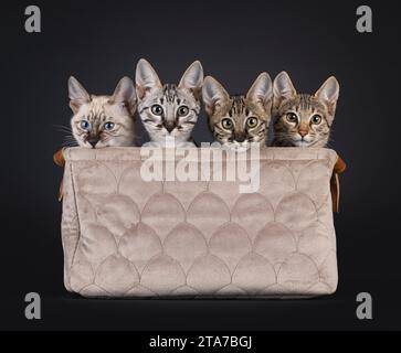 Vier F6 Savannah Katzenkatzen sitzen nebeneinander in braunem Samtkorb. Alle blicken über den Rand in Richtung Kamera. Isoliert auf schwarzem Hintergrund. Stockfoto