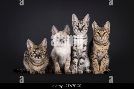 Vier F6 Savannah Katzenkatzen sitzen neben jedem in einer perfekten Reihe. Alle blicken auf die Kamera. Isoliert auf schwarzem Hintergrund. Stockfoto