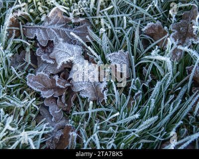 Frost auf Herbstlaub auf Grasrasen. Stockfoto
