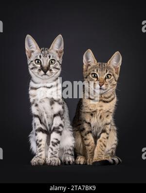 Zwei F6 Savannah Katzenkatzen sitzen neben jeder nach vorne gerichtet. Alle blicken auf die Kamera. Isoliert auf schwarzem Hintergrund. Stockfoto