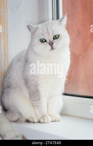 Eine traurige reinrassige schottische Hauskatze sitzt im Winter auf der Fensterbank neben dem Fenster und will nach draußen Stockfoto