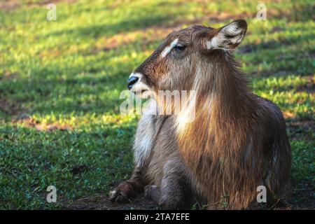 Weiblicher Wasserbock-Kopf (Kobus ellipsiprymnus) Stockfoto