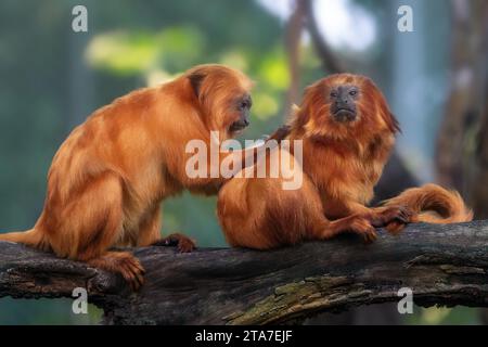 Golden Lion Tamarins Grooming (Leontopithecus rosalia) Stockfoto