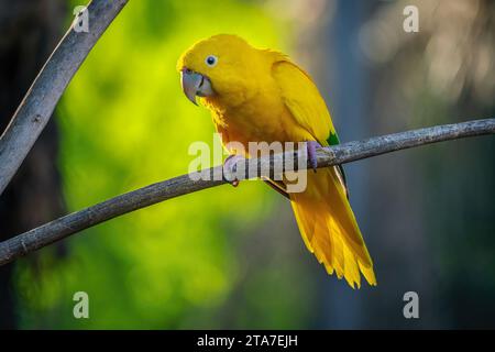 Goldener Sittich (Guaruba guarouba) Stockfoto