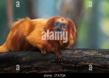 Goldener Löwe Tamarin (Leontopithecus Rosalia) Stockfoto