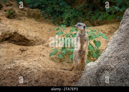 Watchful schlanke Schwanz Meerkat (Suricata suricatta) Stockfoto