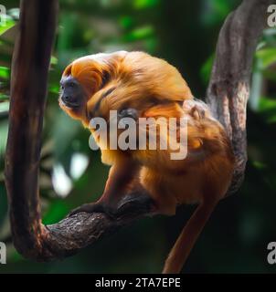 Mutter trägt Baby Golden Lion Tamarins auf dem Rücken (Leontopithecus rosalia) Stockfoto