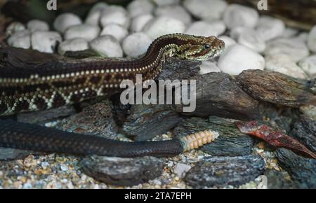 Südamerikanische Klapperschlange Viper (Crotalus durissus) - Cascavel Stockfoto