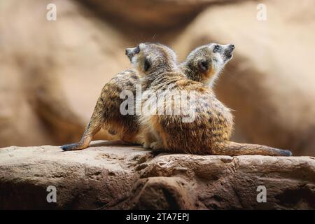 Schlankes Meerkat-Paar mit Schwanz (Suricata suricatta) Stockfoto