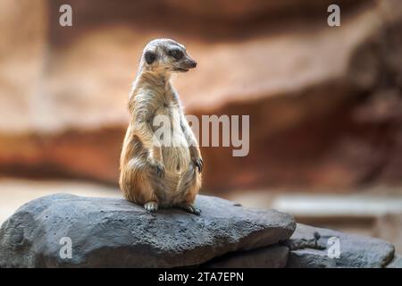 Schlanke Schwanz-Meerkat sitzend (Suricata suricatta) Stockfoto