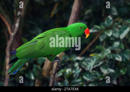 Eclectus-Papagei (Eclectus roratus) Stockfoto