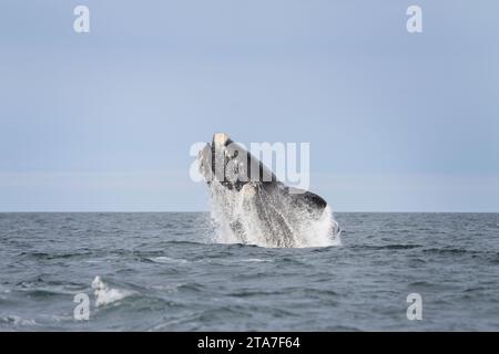 Südlicher Glattwal bricht in der Nähe der Halbinsel Valdés. Glattwale spielen auf der Oberfläche. Seltene Wale in der Nähe der argentinischen Küste. Atlantik Stockfoto