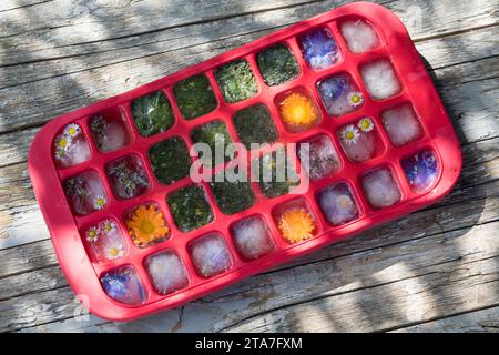 Frühlingskräuter-Eiswürfel, Blüteneiswürfel, Blüten-Eiswürfel, Eiswürfel werden mit essbaren Blüten und Wildkräutern aromatisiert, Blüten, Blumen, Krä Stockfoto