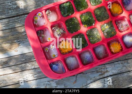 Frühlingskräuter-Eiswürfel, Blüteneiswürfel, Blüten-Eiswürfel, Eiswürfel werden mit essbaren Blüten und Wildkräutern aromatisiert, Blüten, Blumen, Krä Stockfoto