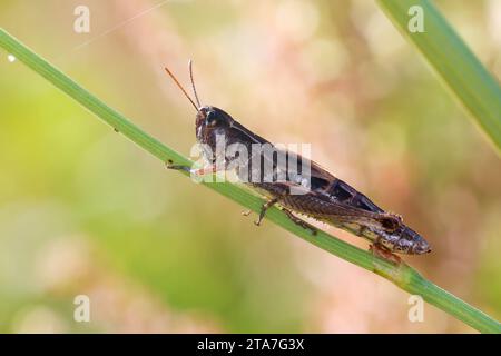 Gemeiner Grashüpfer, Grashüpfer, Weibchen, Pseudochorthippus parallelus, Chorthippus parallelus, Chorthippus longicornis, Wiesengrashüpfer, m Stockfoto