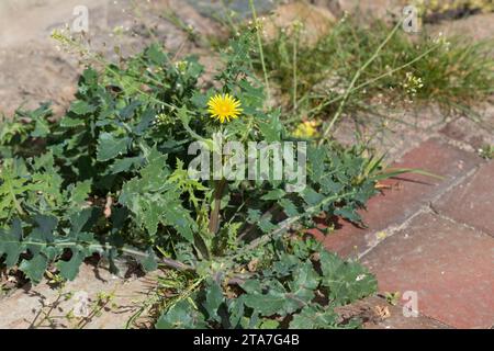 Gemüse-Gänsedistel, Kohl-Gänsedistel, Gewöhnliche Gänsedistel, Sonchus oleraceus, Saumdistel, gewöhnliche Saudistel, Saudistel, glatte Saudistel, annu Stockfoto