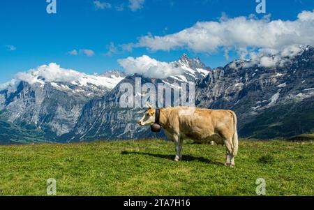 Kuh in der Jungfrau-Region der Schweizer Alpen Stockfoto