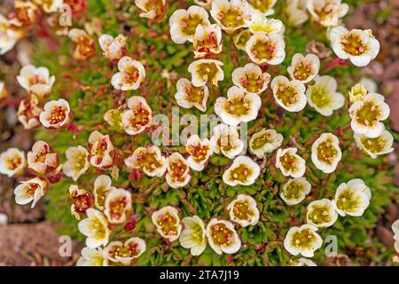 Tufted Saxfrage in der arktischen Tundra auf Spitzbergen Island auf den Svalbard Islands Stockfoto