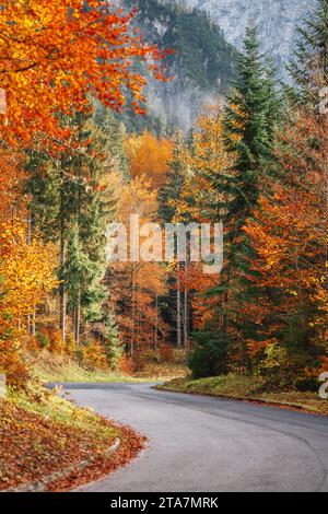 Echte Straße in herbstlicher Waldlandschaft, Friaul, Italien Stockfoto