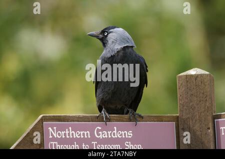 Eurasischer Jackdaw Corvus monedula, hoch oben auf Richtungsschild, Cornwall, England, Großbritannien, April. Stockfoto