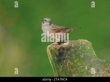 Dunnock Prunella modularis, auf einem zerbrochenen Pflanztopf im Garten, County Durham, England, Großbritannien, Oktober. Stockfoto