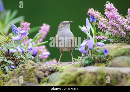 Dunnock Prunella modularis, stehend in Gartenblumen, County Durham, England, Großbritannien, März. Stockfoto