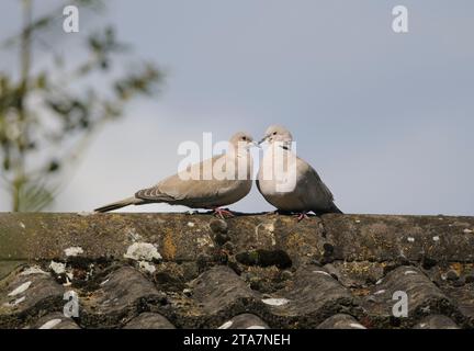 Eurasische Tauben mit Kragen Streptopelia Decocto, Bonding und Balz, thront auf Bungalowdach, County Durham, England, UK, Mai. Stockfoto