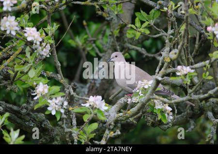 Eurasische Taube Streptopelia Decocto, hoch in Apfelbaum mit Blüte, County Durham, England, UK, Mai. Stockfoto