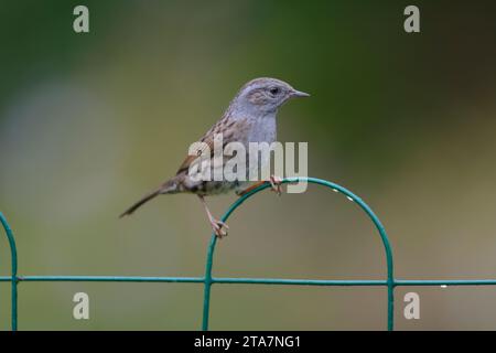 Dunnock Prunella modularis, auf dekorativem Drahtzaun im Garten, County Durham, England, Großbritannien, September. Stockfoto