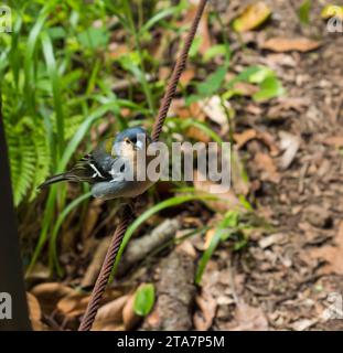 Nahaufnahme eines Mannes von Madeiraner Buchbeins - Fringilla coelebs maderensis - sitzt auf einem Draht. Madeira-Insel endemische Unterarten Stockfoto