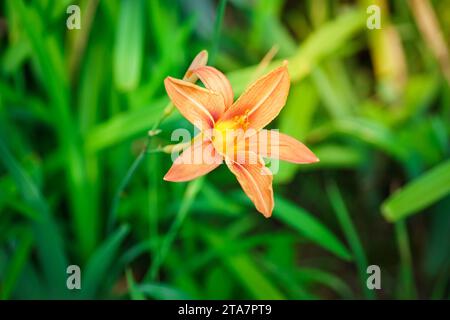 Eine Nahaufnahme eines gelb-roten Taglilienblumenkopfes Hemerocallis fulva Stockfoto