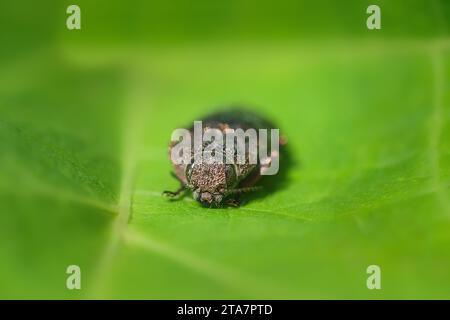 Perot ist Lugubris ist eine Gattung von Käfern aus der Familie Buprestidae. Das Insekt ist ein Parasit. Stockfoto