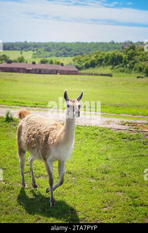 Nahaufnahme des wunderschönen lama in der Natur (Lama guanicoe) ist ein einheimischer Kamelide Stockfoto